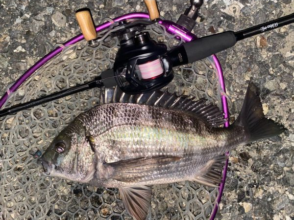 今夜もチニング！