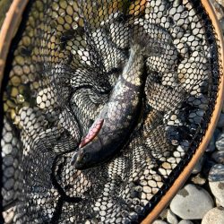 北方マス釣り場へ