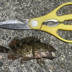 メバルいないかなー？