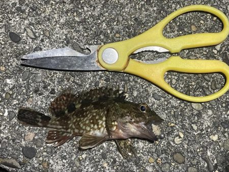 メバルいないかなー？