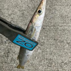 朝マズメのカマス釣りで20匹GET