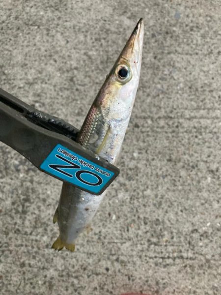 朝マズメのカマス釣りで20匹GET