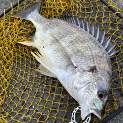 ヘチってきました