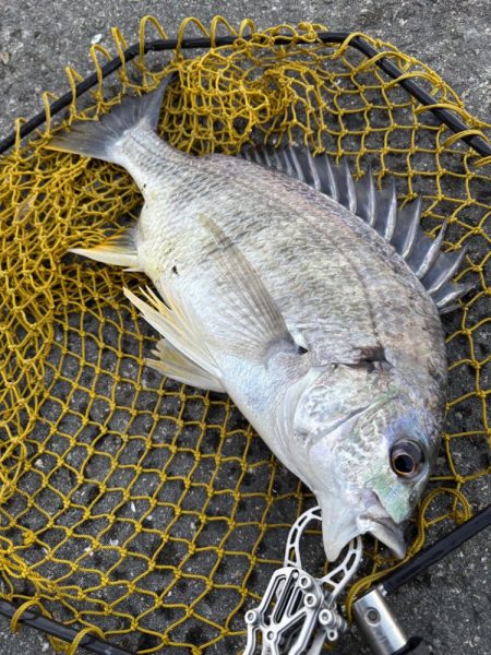 ヘチってきました