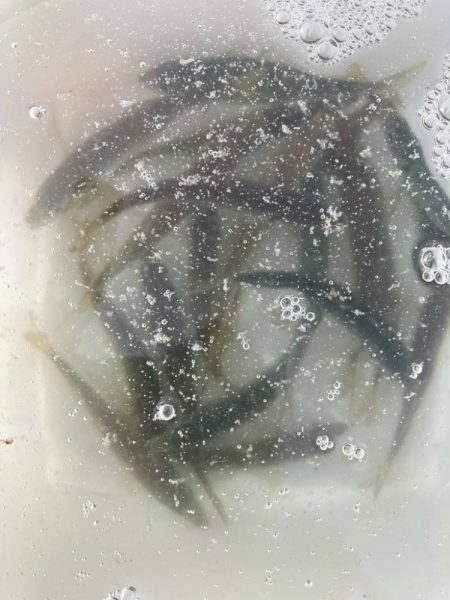 朝マズメのアジ釣りで25匹GET