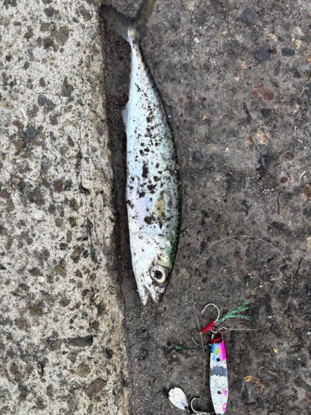 久しぶりのヒット