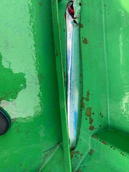 初釣りは船タチウオ