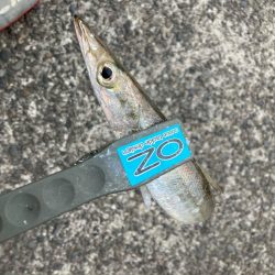 朝マズメのカマス釣りで23匹GET