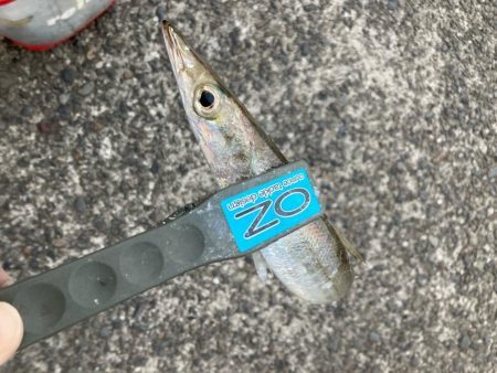 朝マズメのカマス釣りで23匹GET