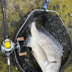 生命感がすごい淀川