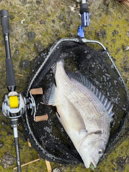 生命感がすごい淀川