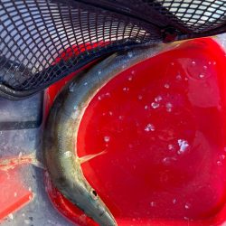 朝マズメにジャンボカマスGET