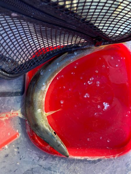 朝マズメにジャンボカマスGET