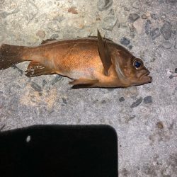 東二見メバル13