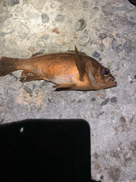 東二見メバル13