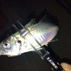 悶絶アジング&ロックフィッシュ