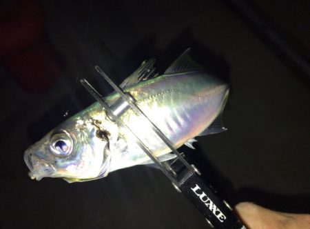 悶絶アジング&ロックフィッシュ