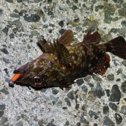 無風で絶好の釣り日和ですがメバルは激渋！