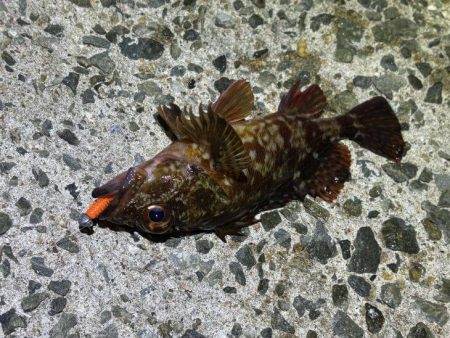 無風で絶好の釣り日和ですがメバルは激渋！