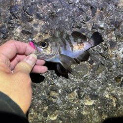 姫路メバリング｜ガシラ覚悟のボトム攻めで良型メバル発見！