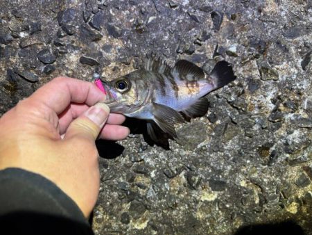 姫路メバリング｜ガシラ覚悟のボトム攻めで良型メバル発見！