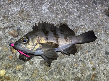 深いレンジで一瞬の時合い！アミパターンなの…