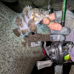 ベイトメバリング