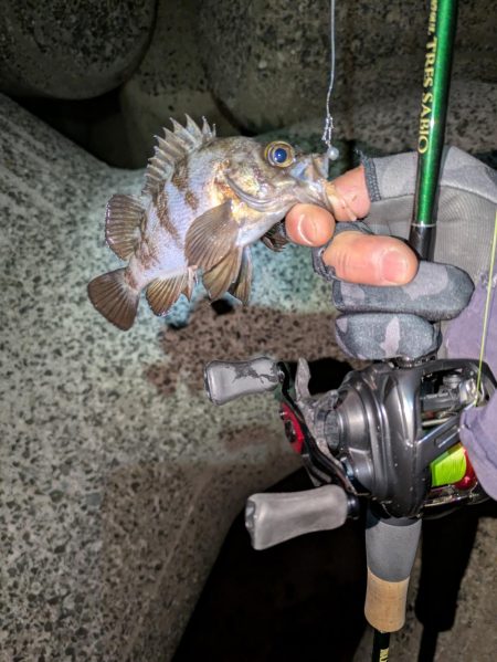 ベイトメバリング