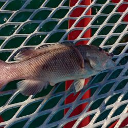 初めてのカンダイ釣り
