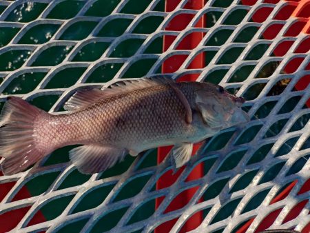 初めてのカンダイ釣り