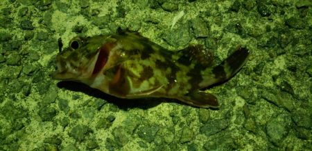 根魚探し@泉佐野