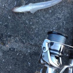 初釣りでクジラ出没!(*_*)