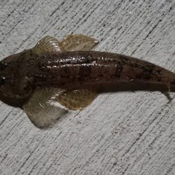 アジ探し@由良周辺