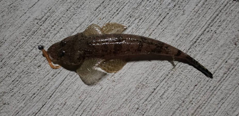 アジ探し@由良周辺