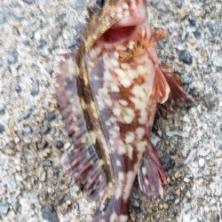 ガシラ探し@由良周辺