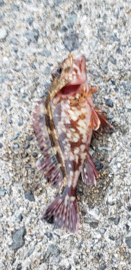 ガシラ探し@由良周辺