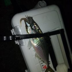 初釣り(尺)?フロートゲーム~