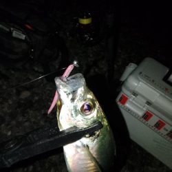 (尺アジ)フロートゲーム~