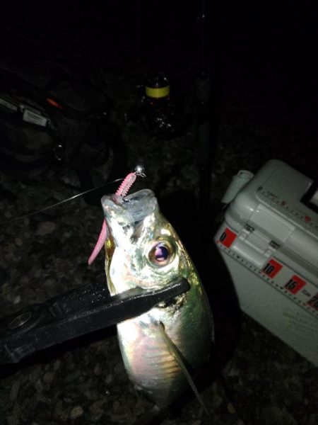 (尺アジ)フロートゲーム~