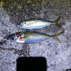 新リグでアジング　尺アジゲット