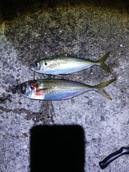 新リグでアジング　尺アジゲット