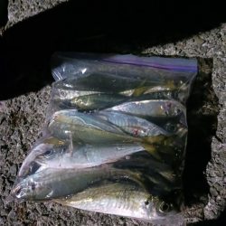 アジ大物狙い失敗、数釣り成功