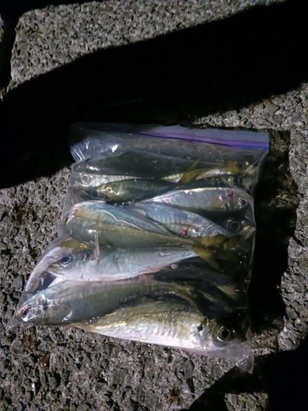 アジ大物狙い失敗、数釣り成功