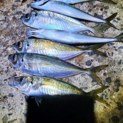 久し振りのジグ単アジング