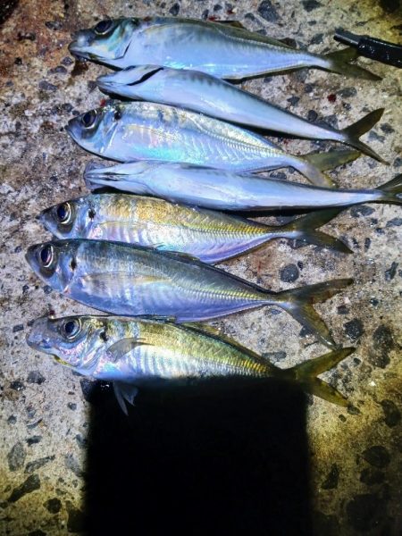 久し振りのジグ単アジング