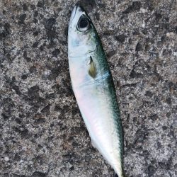 フロートアジング