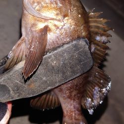 電気ウキ初釣り