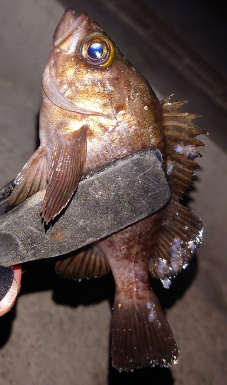 電気ウキ初釣り