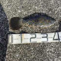 1/17釣果　真鯛微妙なサイズ入れ食い。