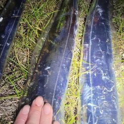 1月いっぱいくらいまでは釣れるといいですね